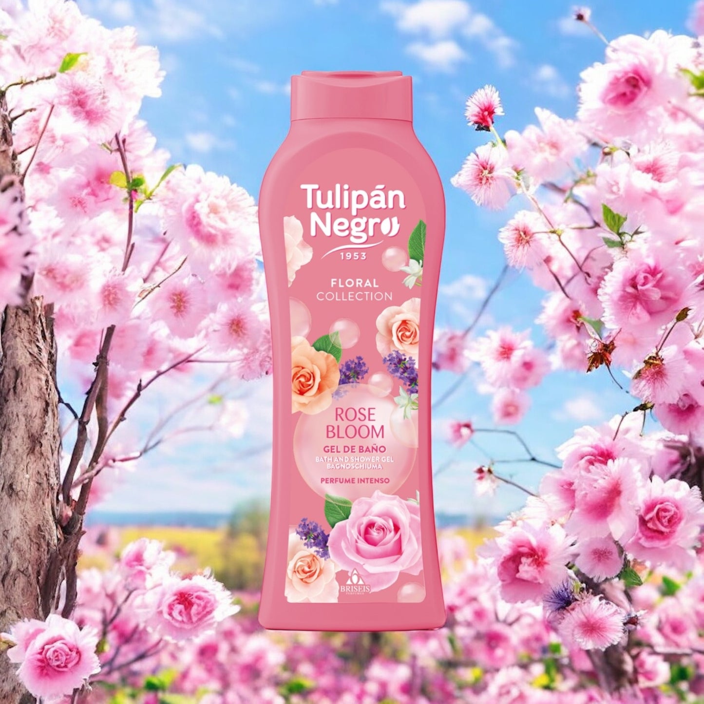 TULIPAN NEGRO NOUVELLE COLLECTION ( PLUSIEUR SENTEUR )